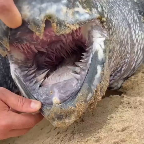 Leatherback sea turtles do not have actual teeth rather hundreds of sharp, backward-pointing spikes line the inside of their mouth and extend deep down into the esophagus. These spines are made of keratin; the same protein found in human fingernails and hair - Mother Nature