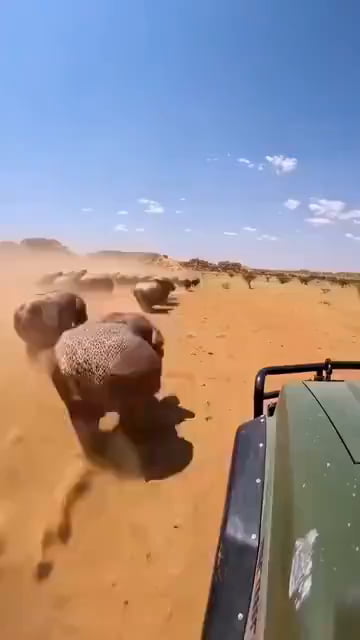Safari in an alternate universe
