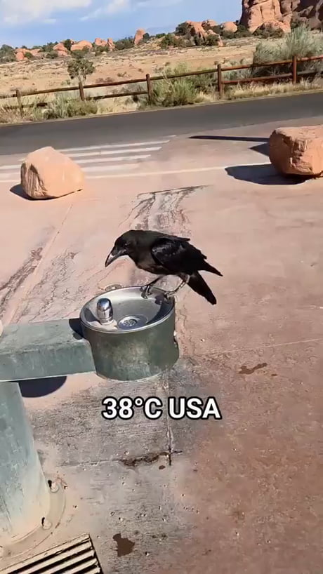 Thirsty bird just needed a little help