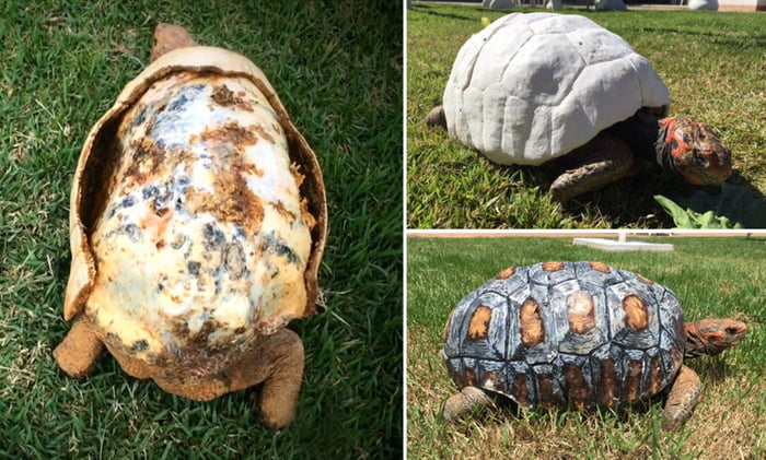 A group of medical and design experts in Brazil came to the rescue of a tortoise that lost 85% of its shell in a forest fire by designing and attaching a 3D printed prosthetic shell to what remained of its original shell.