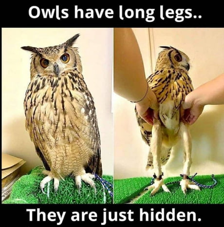 The Long-Legs - 9GAG