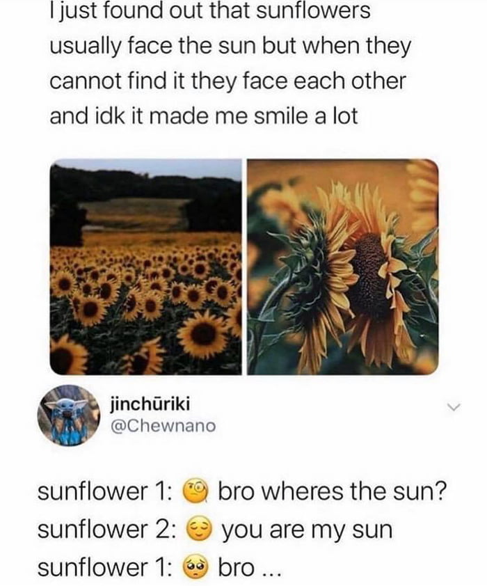 Sunflowers getting you in the feels