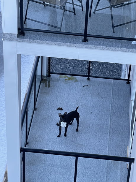 Dog pee shop on apartment balcony