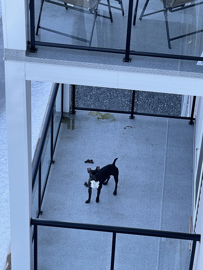 New neighbours let their dog poop and pee on the balcony (brand new
