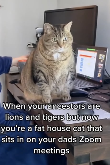 Best 30+ Fat fun on 9GAG