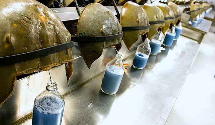 Horseshoe crabs in the laboratory being bled for their blue blood…it ...