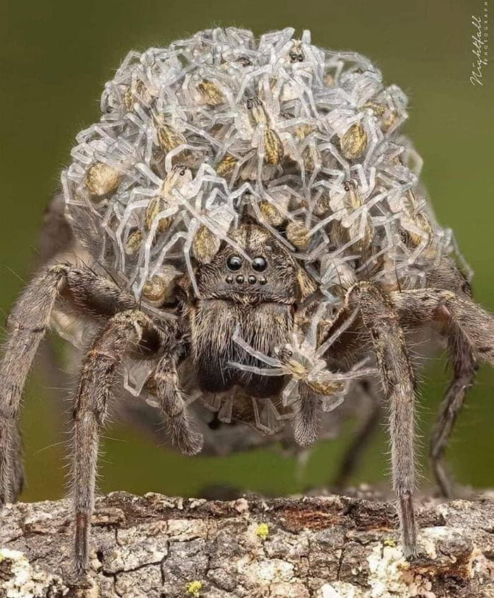 a-mother-wolf-spider-carrying-her-nopelings-9gag