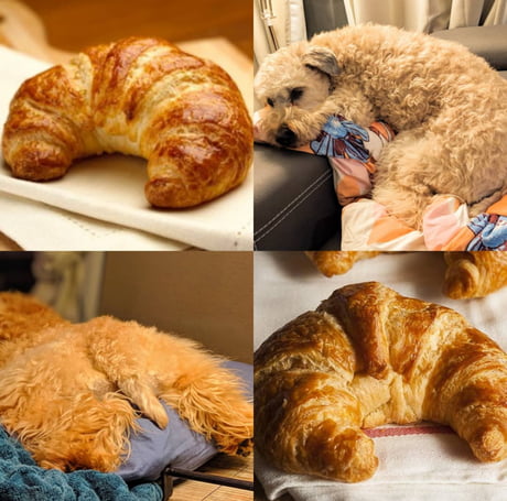 dog croissant