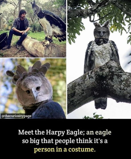 Harpy eagles could be under greater threat than previously thought