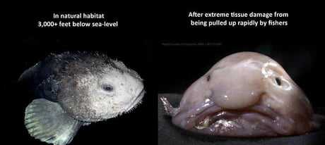 What a Blobfish looks like in its natural habitat vs what it looks like  after rapid depressurization. - 9GAG