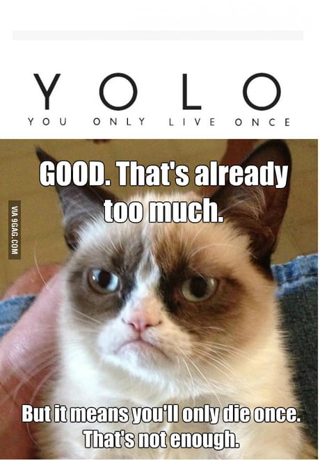 Angry cat of judgment. - 9GAG