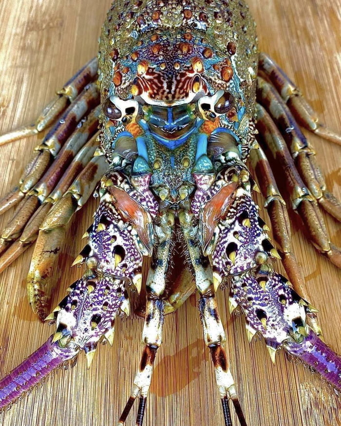 A Tropical Rock Lobster - 9GAG