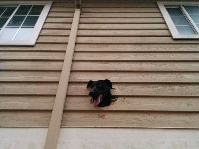 When you leave the dog alone at home 9GAG