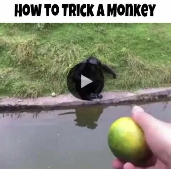 monkey-got-tricked-lmao-9gag