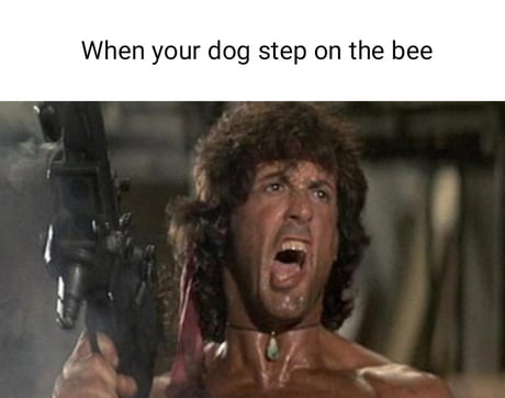 My dog stepped on a bee! - 9GAG