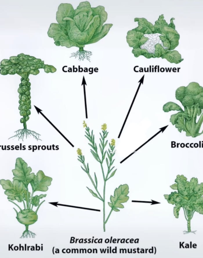 Did you know broccoli is a human invention? It doesn’t grow in the wild and was selectively