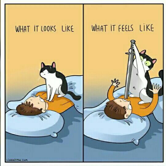 Can cat kill u? - 9GAG