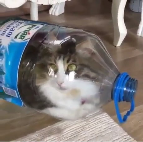 Proof That Cats Are Liquid 9gag