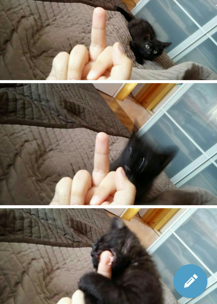 Never say no to cate