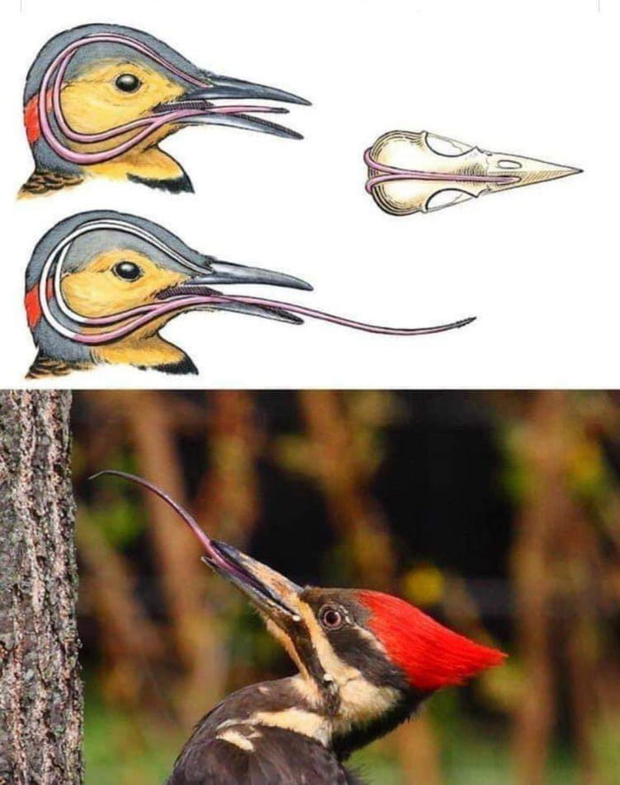 A woodpecker's tongue wraps around its head. When a woodpecker pecks ...