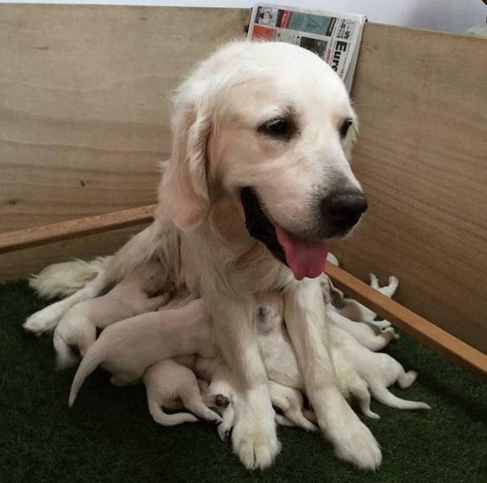 Dog + puppies look like a cuddly octopus