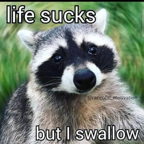 raccoon meme excellent