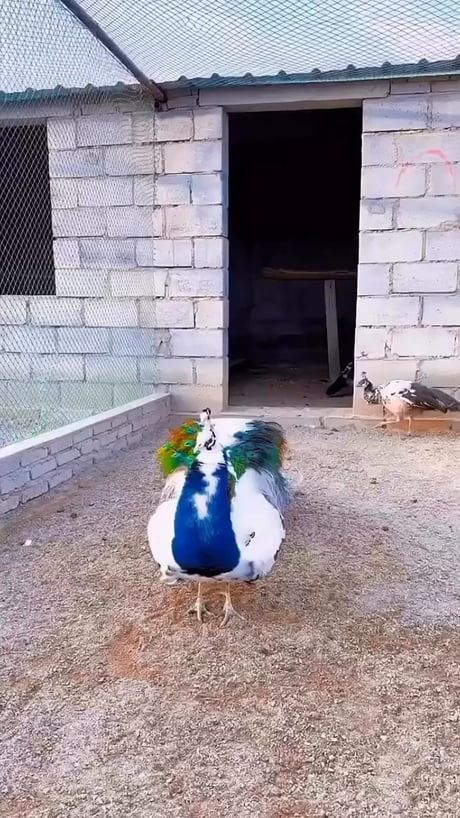 Beautiful peacock gif