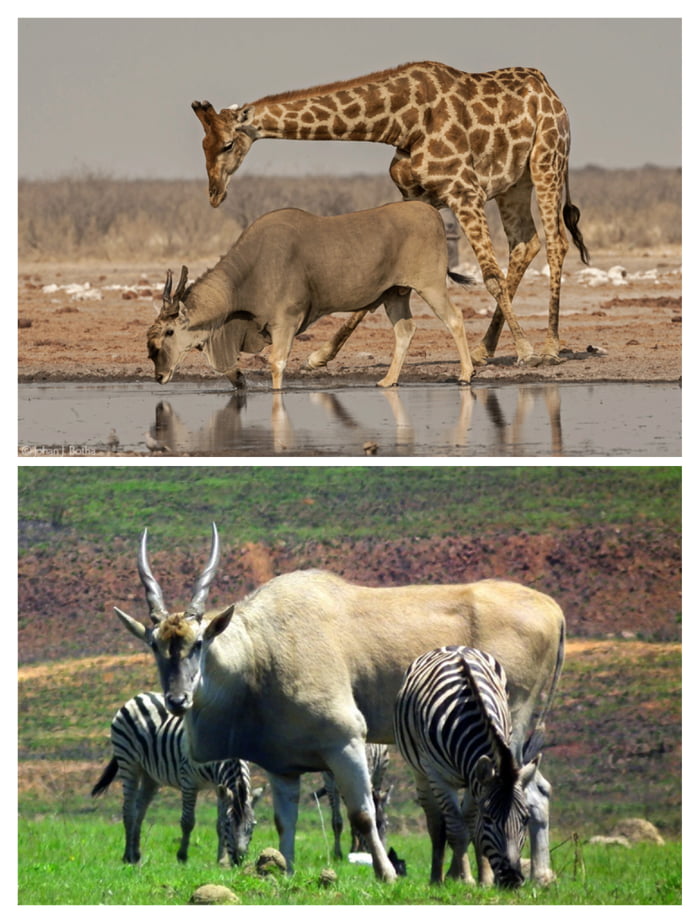 Size of Eland Bull Compared to A Giraffe and A Zebra (it is huge and