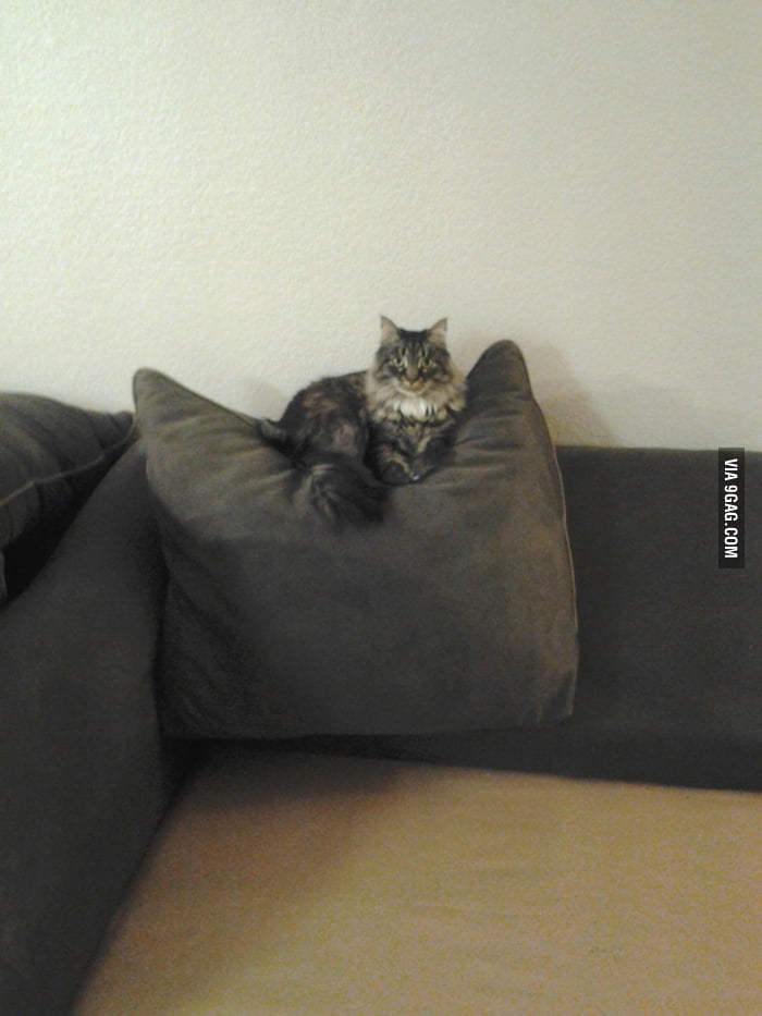 I took the cushions off the couch one at a time, trying to make him