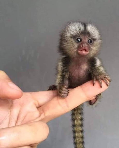 Best 30+ Pygmy Marmoset fun on 9GAG