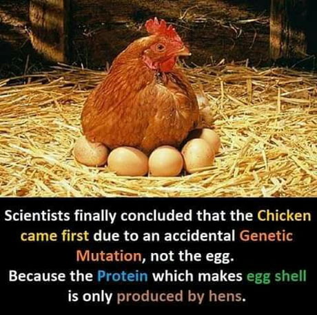 A most weird fact in the world? who came first, the egg or hen? - 9GAG