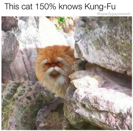 The Kung Fu Master we need! - 9GAG