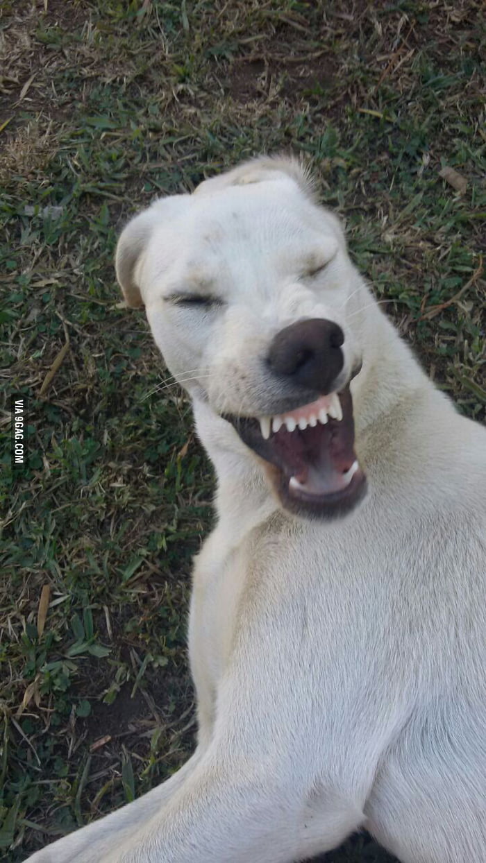 Demented Dog Caught Mid sneeze 9GAG demented-dog-caught-mid-sneeze-9gag