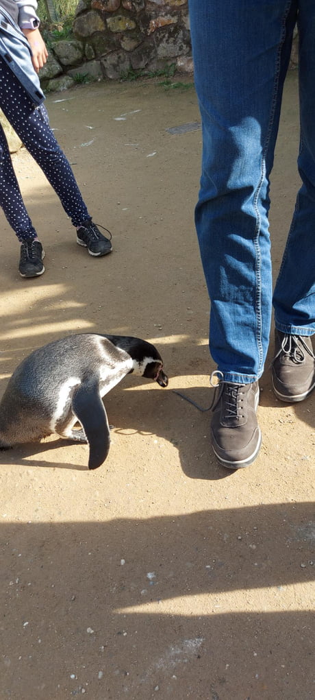 Best Funny penguins Memes - 9GAG