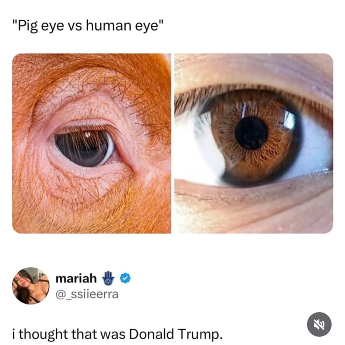 Wait, that's NOT Trump?