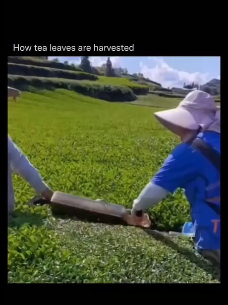 Never knew tea leaves were harvested this way