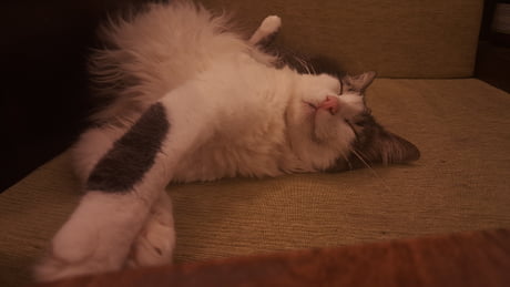 Suissa's Sunday mood