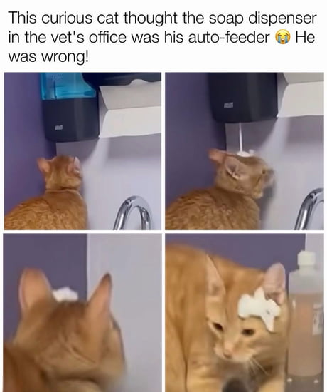 This cat really thought it hit the jackpot at the vet