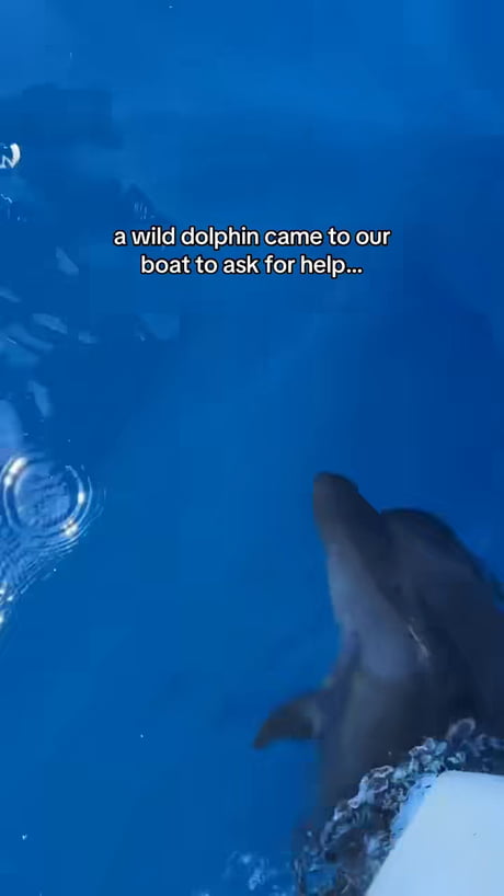 They remove the leech from the dolphin