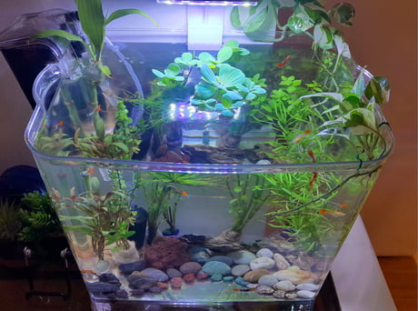 Best Funny aquascape Memes - 9GAG