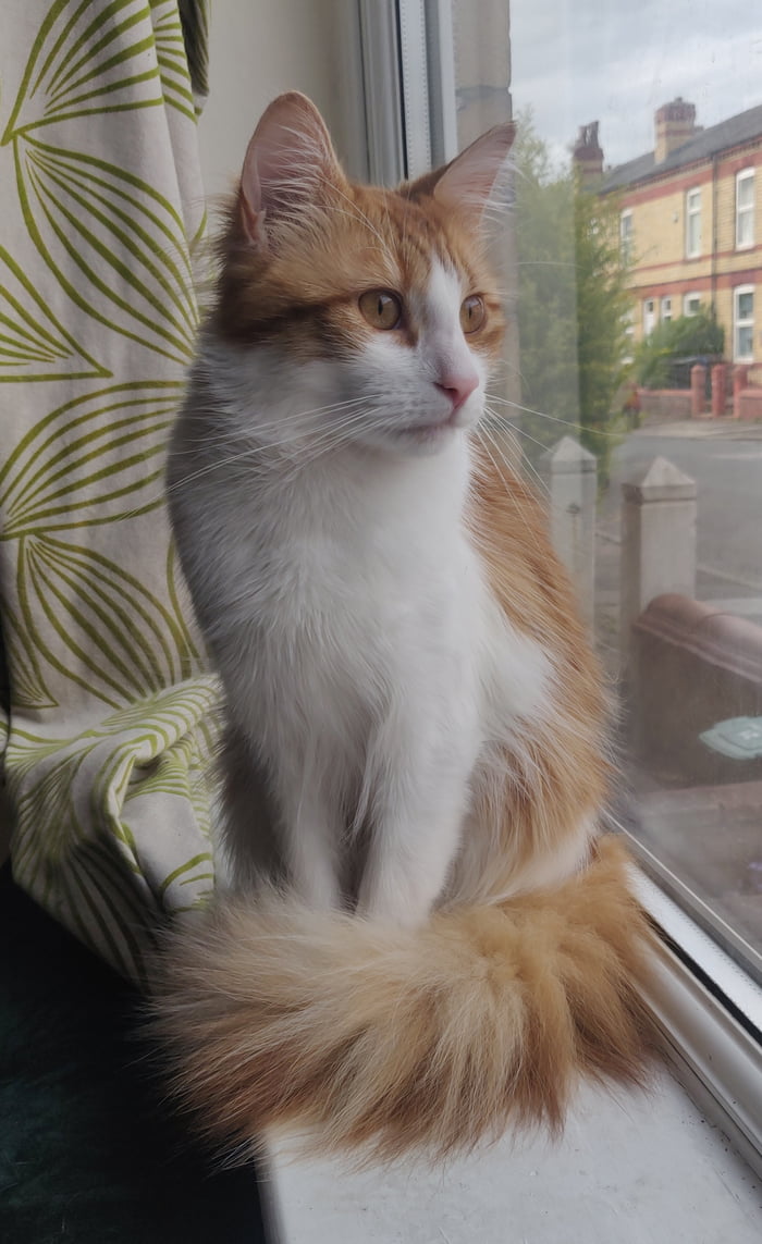Cheebs hopes you're enjoying your Sunday evening as much as he is - 9GAG
