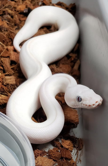 Gorgeous full white snake - 9GAG
