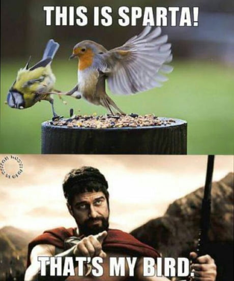 Birb 300