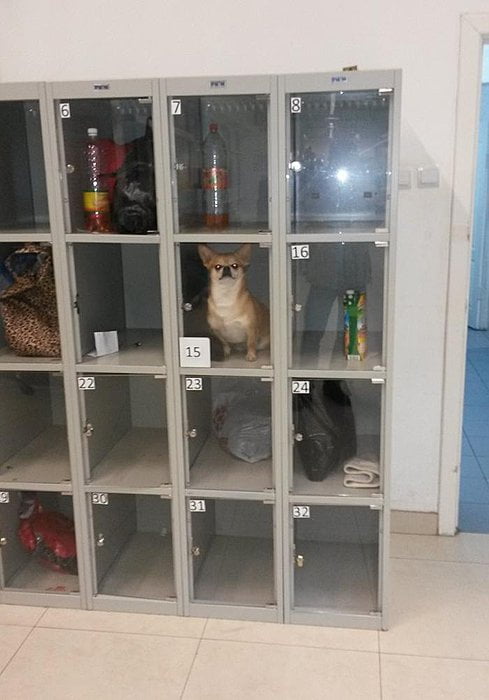 Someone stored their dog