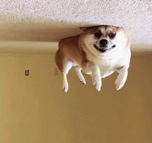 HELP MY DOG ATE A HELIUM BALLOON