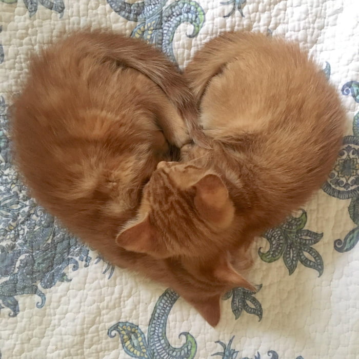 These kittens cuddling