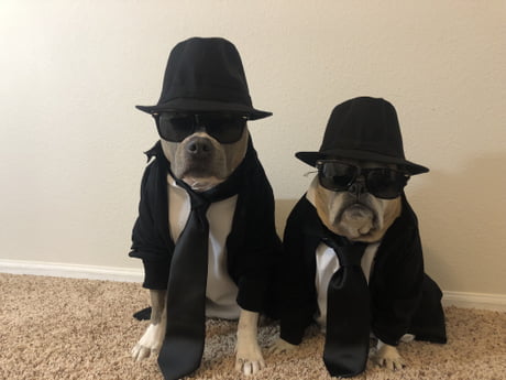 The Blues Brother - 9GAG