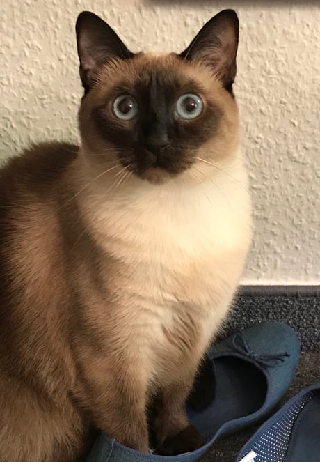 my cat loves my shoes