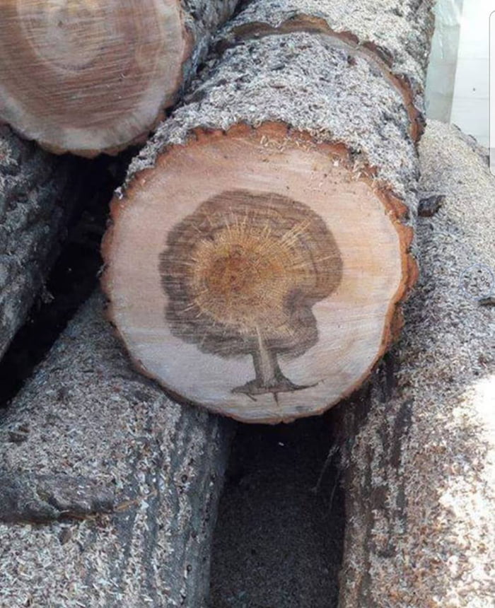 Image of a tree inside tree