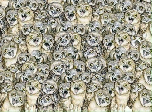 Many owls and one cat. Have you found a cat?